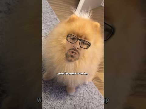 Pomeranian mjhanks remix #pomeranian #remix #rap