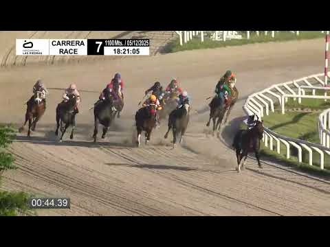 12/5/2025 – Hipodromo Las Piedras – Carr 7 – RÓMULO
