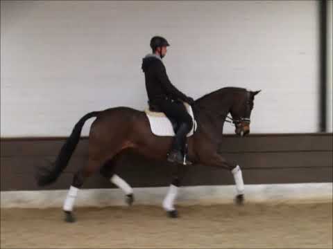 Djamila 6j. v. Don Darius - Londonderry for sale