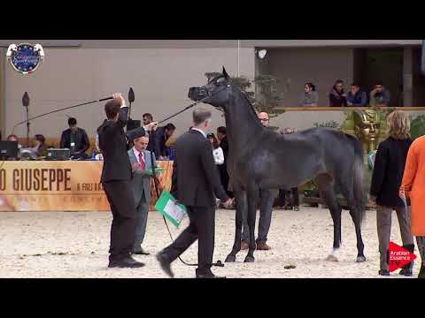 N 32 PAPROTNIA   European Championship 2019   2 Years Old Fillies Class 4