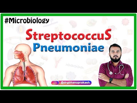 Streptococcus pneumoniae / Bacteriology : Medical Microbiology