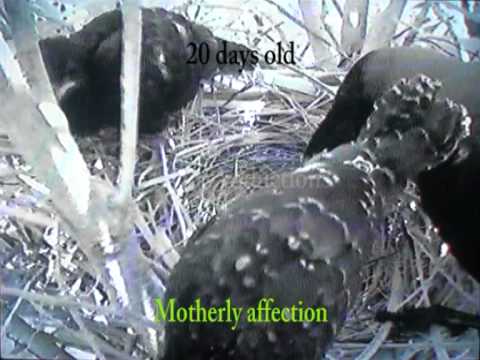 Young Koel Birds Under House Arrest: Episode 5 - " Award Winners "