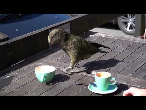 New Zealand Kea and Coffee
