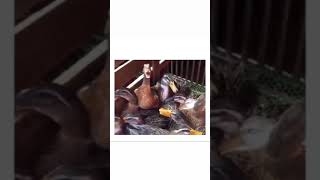 Download lagu SUARA BEBEK KETAWA NGAKAK mp3