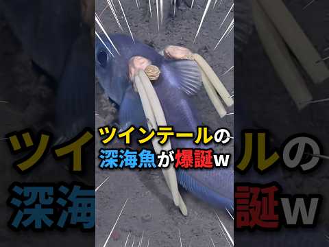【寄生虫】にツインテールにされた魚🐟 #雑学 #魚 #かわいい #深海魚