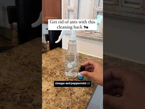 Cleaning hack to get rid of ants