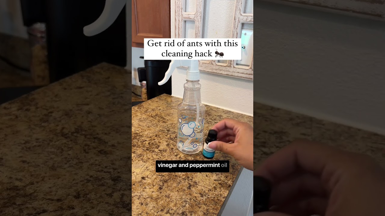 Cleaning hack to get rid of ants