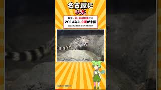去年の11月、日本の動物園から静かに消えた動物 #shorts