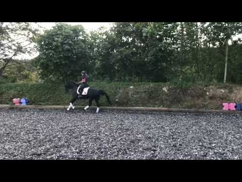 Ma Jolie - Stute 2016 von Metteur-Wolkenstern