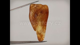 Baltský jantar P-7