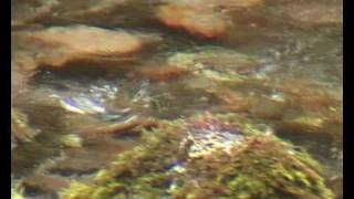 preview picture of video 'Mirlo acuatico Cinclus cinclus Rio Puron, Asturias'