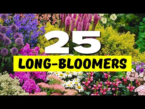 😱 Top 25 Best LONGEST Blooming Perennial Flowers 🌼 BLOOMS THAT NEVER QUIT 💐✨