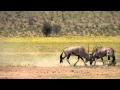 Gemsbok Oryx Fighting Slow Motion Kalahari South Africa