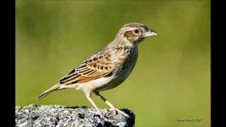 Download lagu suara burung sanma cocok untuk masteran mp3