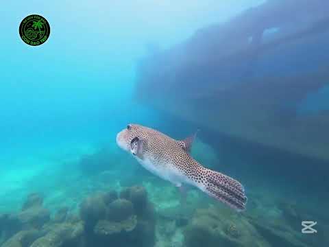 Con Dao Trip - Tour du lịch biển Côn Đảo