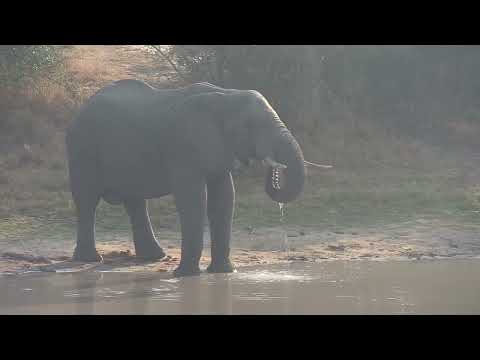 Djuma: Lone Elephant bull drinks at the dam - 07:28 - 09/02/2023