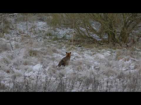 Rød Ræv (Vulpes vulpes) på jagt