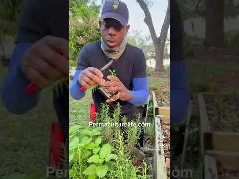 How to propagate and grow rosemary