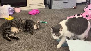 Crazy Cats Playing — watch Minnie Mouse, Stripes, Penelope and Luna in full chaos mode