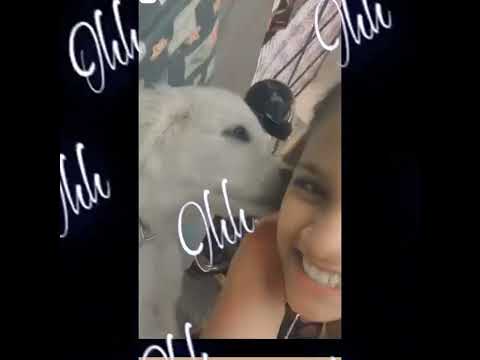 CHiiti #reelsviral #youtubeshorts #dog #love
