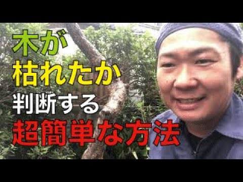 thujaを復活させる方法 害虫 真菌性疾患 昆虫 針を荒廃させる