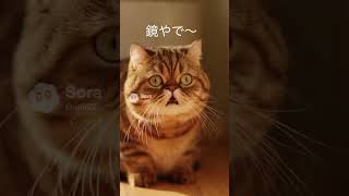 子猫が鏡の猫を友達だと思った→先住猫が冷静にツッコむ【猫あるある｜AIアニメ】
