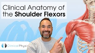 Clinical Anatomy of the Shoulder Flexors | Expert Physio explains using 3D Anatomy Model!