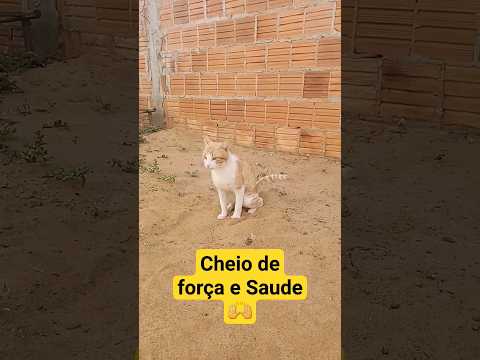 Cheio de Saúde! Gato Titela 😺 #nordeste #bahia #shortvideo #gatos