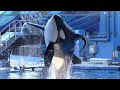 Happy 16th Birthday Trua Orca Encounter Full Show At SeaWorld Orlando November 23 2021