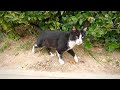 The Cute Hungry Tuxedo Cat Doesn T Trust Me This Cat Is Vey Lovely