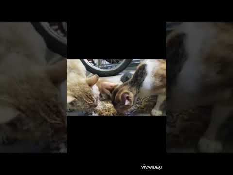 Cats and Meow Fam. 😻💕