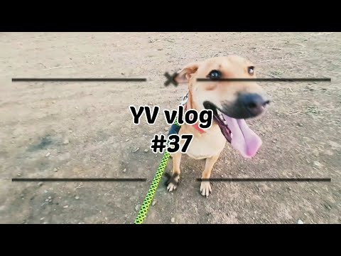 revealing our dogs 🐕| YV vlog