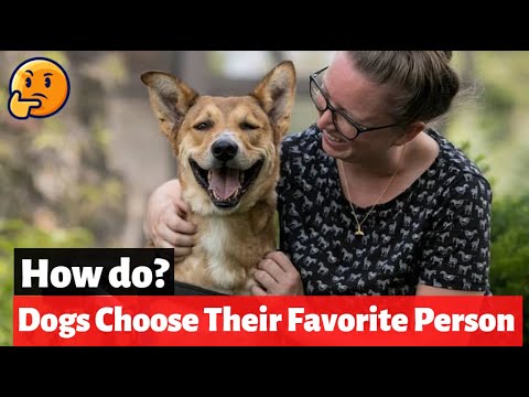 How Do Dogs Choose Their Favorite Person?