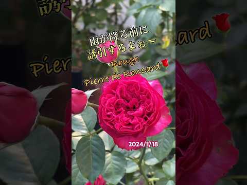 庭やテラスにぴったりの素朴で親しみやすいつる性植物 6 選  庭園