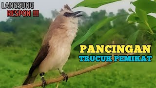 Download lagu Suara Pancingan Trucuk Ini Paling Ampuh Bikin Trucuk Bahanpun Ikutan Nyaut Terbukti Ampuh mp3