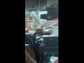 Seagulls At McDonalds