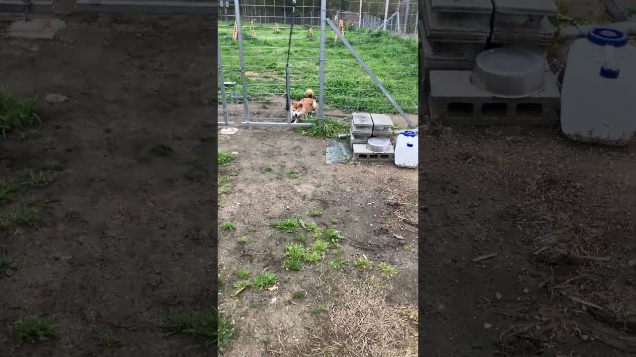 犬は叱って訂正してくれる人が好き❤️