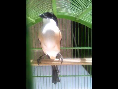 download lagu mp3 mp4 Masteran Cendet Isian Murai, download lagu Masteran Cendet Isian Murai gratis, unduh video klip Masteran Cendet Isian Murai