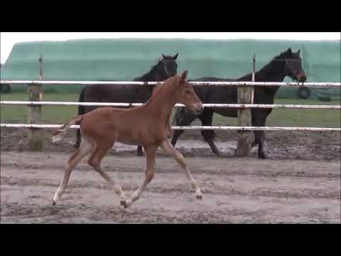 Hengstfohlen v. Vivaldos - Fürstenball