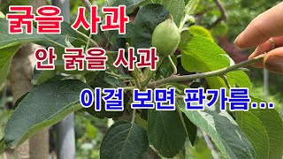 굵을 사과, 안 굵을 사과 이걸 보면 판가름(사과 재배, 사과 비대, 사과 적과, 우량 사과, 사과 농사, …