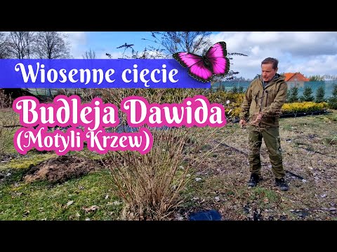 Wiosenne cięcie - Budleja Dawida (Motyli Krzew)