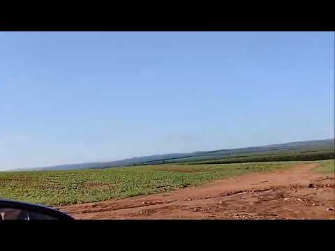 GRANDE PLANTAÇÃO DE SOJA ,,EM ITIRAPINA INTERIOR DE SÃO PAULO.. AGORA ESTA BEM MOLHADO.