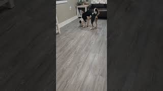 Video preview image #1 Border Collie-Unknown Mix Puppy For Sale in Emmett, ID, USA