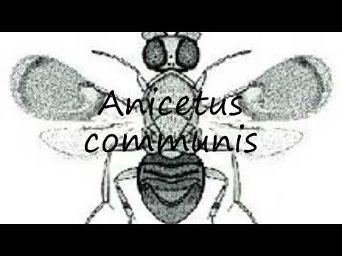 How to pronounce Anicetus communis in Latin?