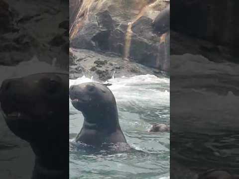 Lobos marinos jugando con mis pies. #lobosmarinos #juguetones #peru #callao