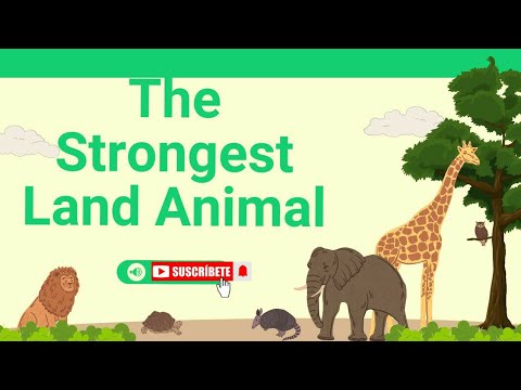 The Strongest Land Animal...