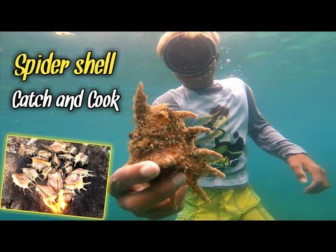 May bagong kubo at paghahanap ng saang(Spider shell) |catch and cook