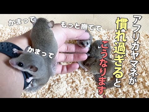 ヤマネを追い払う: これは重要な注意点です トピックス