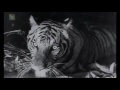 B Sharojadevi Tiger Hunting Scene Kitthuru Chennamma Kannada Old Movie Scene