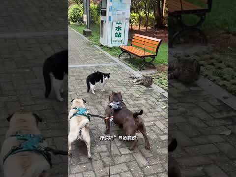 囂張的狸花貓居然跑去調整一羣老虎#野生動物零距離